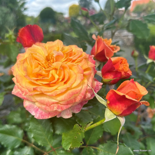 LA VILLA COTTA® LA VILLA COTTA®